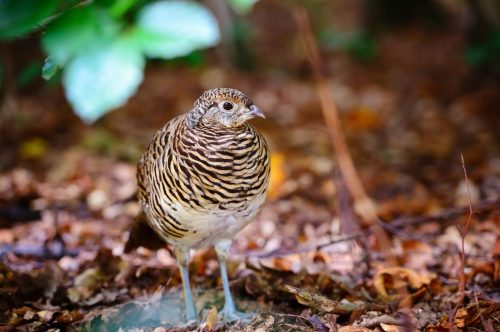 Quail. Common quail in the autumn forest